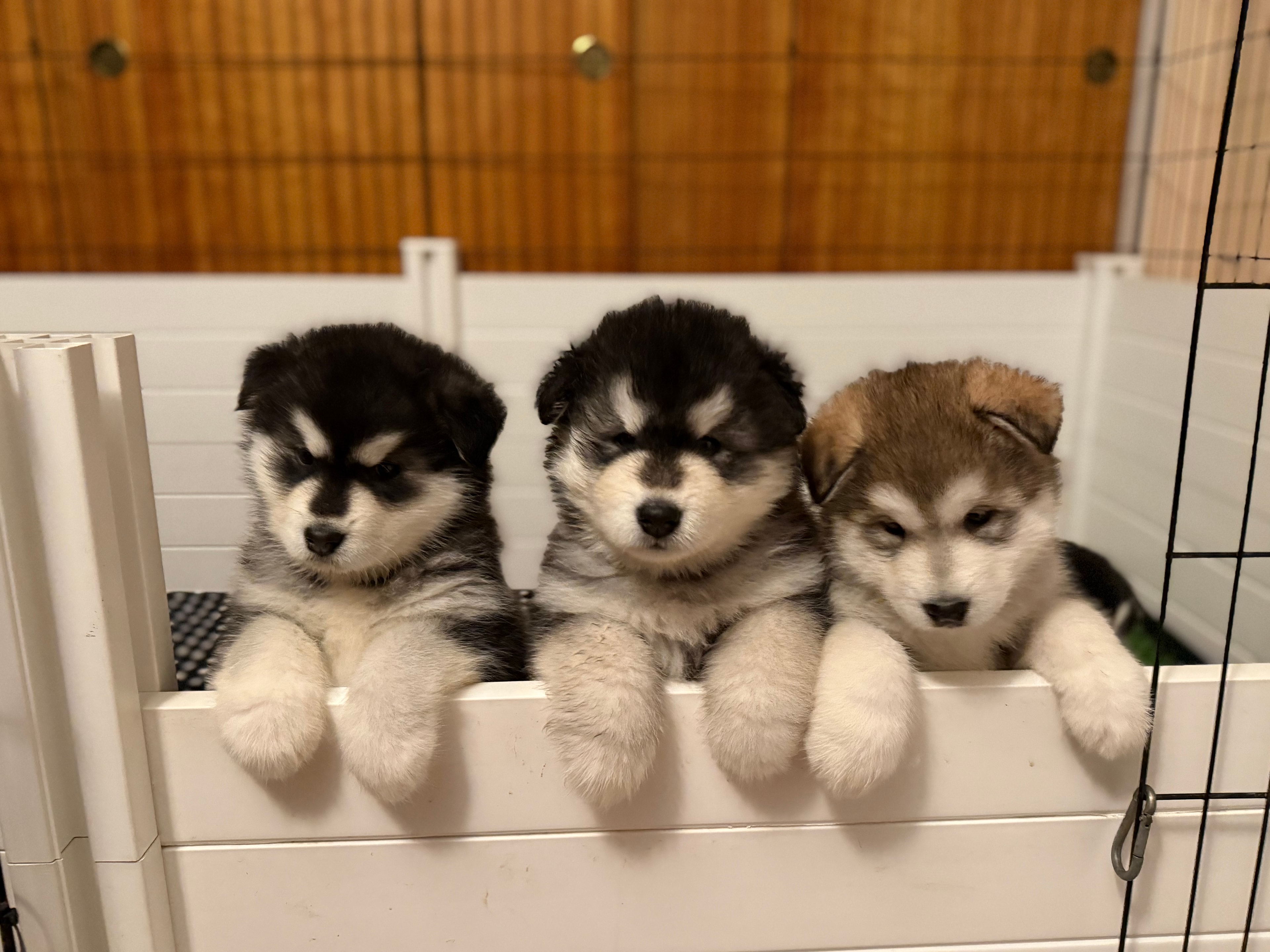 Professional dog handler with Alaskan Malamute